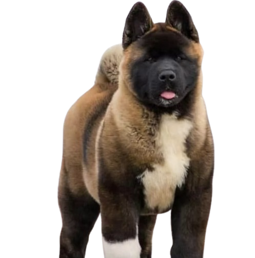 Productos para Perros